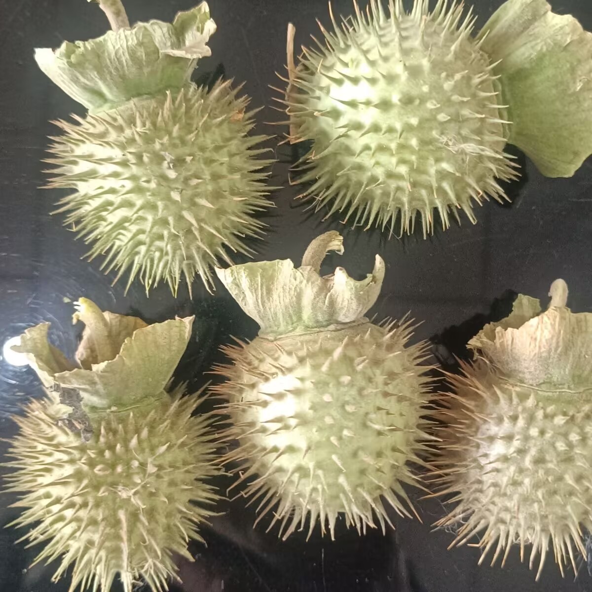 Potpourri Dried Flower - Vagens de datura secas naturais de