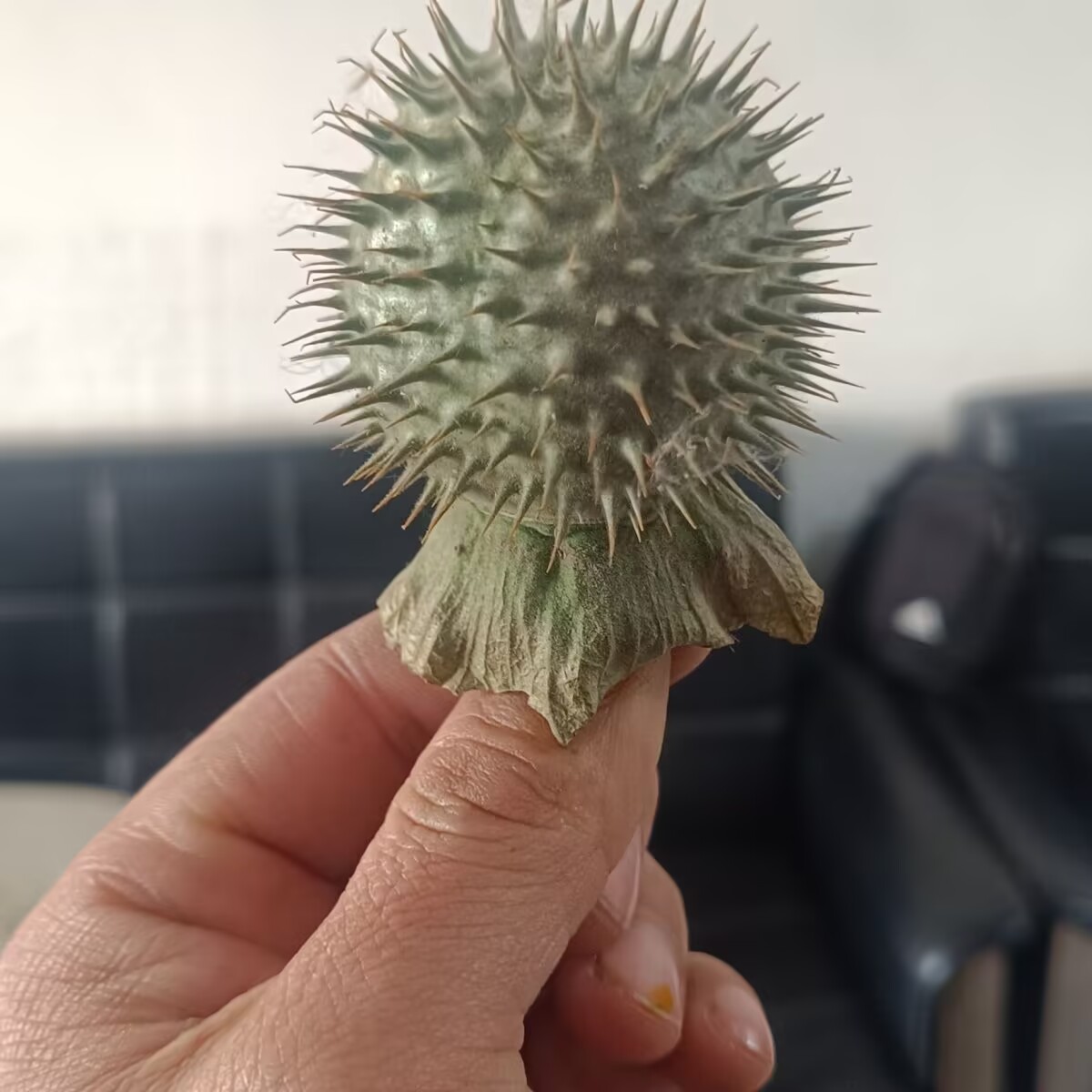 Vagens de datura secas naturai - Potpourri Dried Flower avaliação e preço