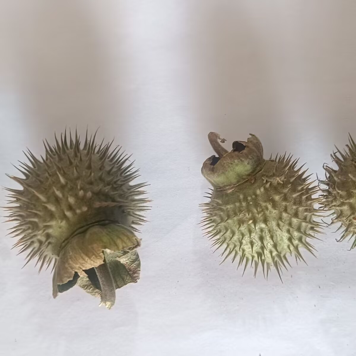 Vagens de datura secas naturai - Potpourri Dried Flower avaliação e preço