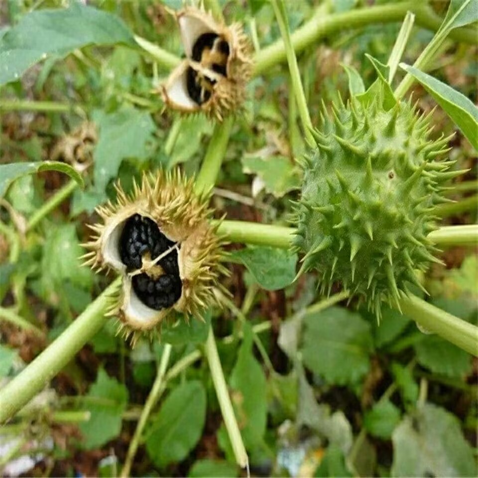 Vagens de datura secas naturai - Potpourri Dried Flower avaliação e preço
